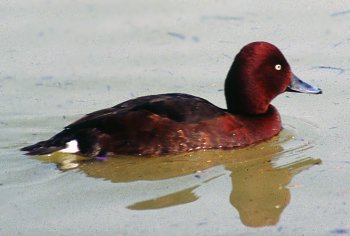 A. nyroca (© Fernando di Fabrizio)