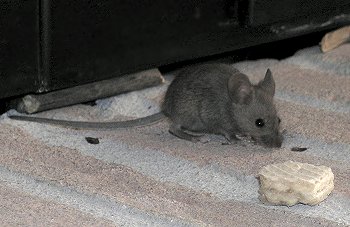 M. domesticus (© Ilaria Pimpinelli)