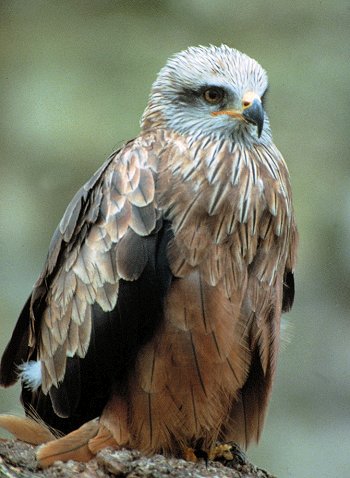 M. milvus (© Piero Papa)