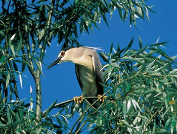 N. nycticorax (© Stefano Rosini)