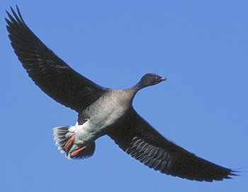 A. fabalis (© Glauco Vicario)