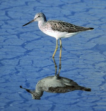 T. nebularia (© Glauco Vicario)