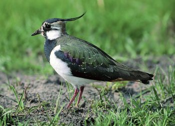 V. vanellus (© Glauco Vicario)