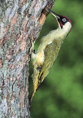 P. viridis (© Alessandro di Federico)