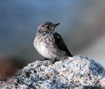 M. striata (© Fernando di Fabrizio)