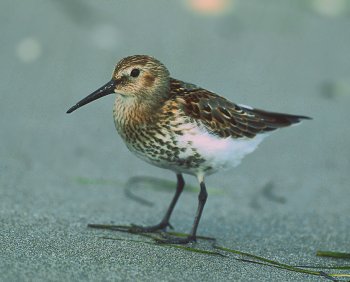 C. alpina (© Glauco Vicario)