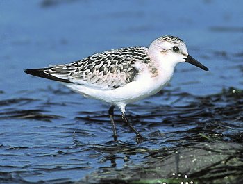 C. alba (© Glauco Vicario)