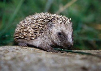 E. europaeus (© Fernando di Fabrizio)