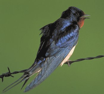 H. rustica (© Roberto Mazzagatti)