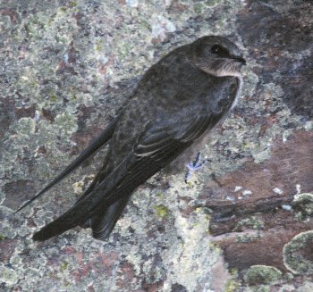 P. rupestris (© Roberto Mazzagatti)