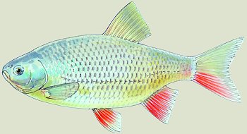 S. erythrophthalmus (© (autore da inserire))