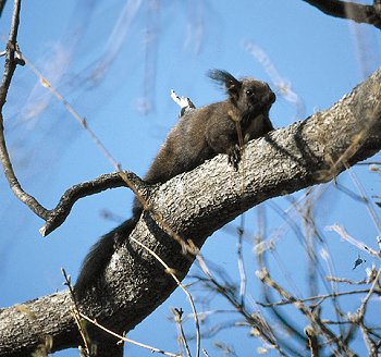 S. vulgaris (© Fernando di Fabrizio)