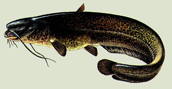 S. glanis (© (autore da inserire))