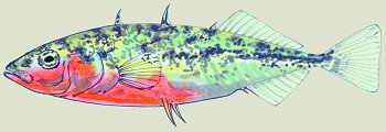 G. aculeatus (© (autore da inserire))