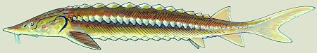 A. sturio (© (autore da inserire))