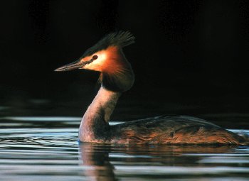 P. cristatus (© Roberto Mazzagatti)