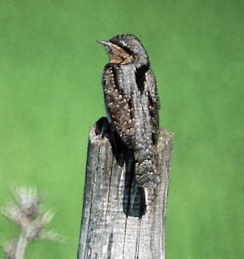 J. torquilla (© Fernando di Fabrizio)