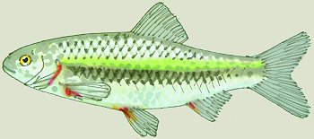 R. erythrophthalmus (© (autore da inserire))