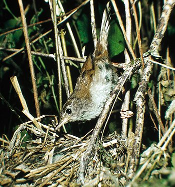 C. cetti (© Fernando di Fabrizio)