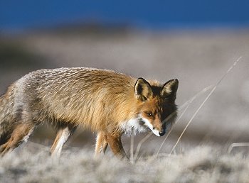 V. vulpes (© R. Mazzagatti)