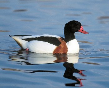 T. tadorna (© (autore da inserire))
