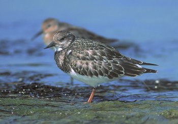 A. interpres (© Glauco Vicario)