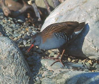 P. porzana (© Fernando di Fabrizio)