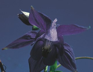 A. vulgaris L. (© (autore da inserire))