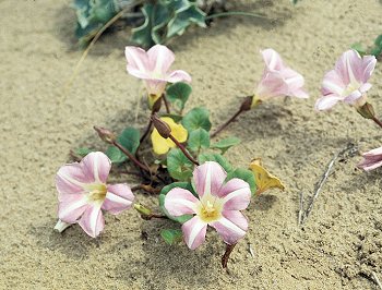 C. soldanella (L.) Rolm. e Schlt. (© (autore da inserire))
