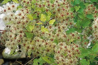 C. vitalba L. (© (autore da inserire))