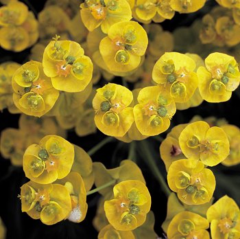 E. cyparissias L. (© (autore da inserire))