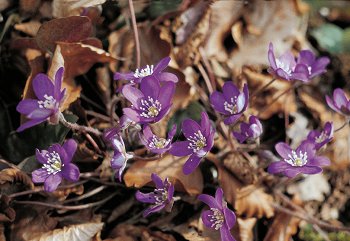 H. nobilis Miller (© (autore da inserire))