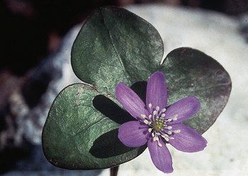 H. nobilis Miller (© (autore da inserire))