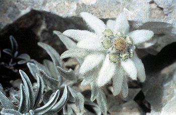 L. nivale (Ten.) Huet. (© (autore da inserire))