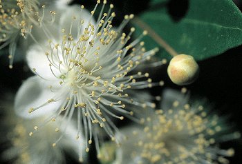 M. communis L. (© (autore da inserire))