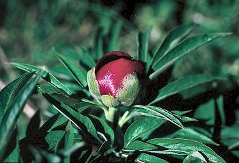 P. officinalis L. (© (autore da inserire))