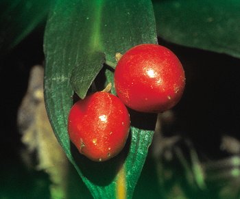 R. hypoglossum L. (© (autore da inserire))
