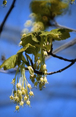 A. obtusatum Willd. (© (autore da inserire))