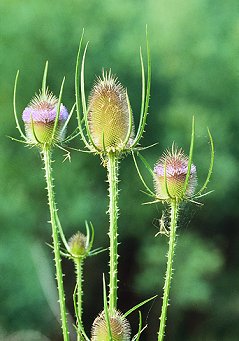 D. sativus (L.) Honckeny (© (autore da inserire))
