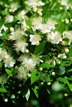 M. communis L. (© (autore da inserire))