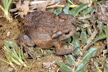 B. bufo (© Paolo Mazzei)