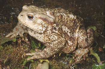 B. bufo (© Paolo Mazzei)