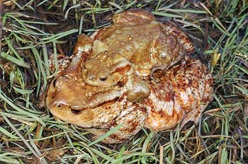 B. bufo (© Paolo Mazzei)