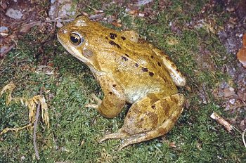 R. temporaria (© Paolo Mazzei)