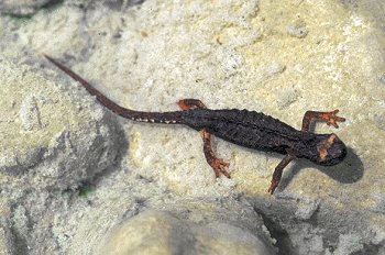 S. terdigitata (© Paolo Mazzei)