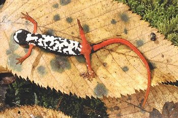 S. terdigitata (© Paolo Mazzei)