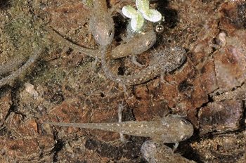 S. terdigitata (© Paolo Mazzei)