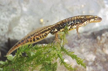 T. italicus (© Paolo Mazzei)