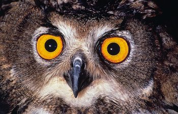 B. bubo (© (autore da inserire))