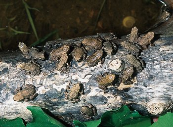 B. bufo (© (autore da inserire))